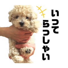 [LINEスタンプ] ふじもとそら2