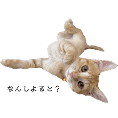 [LINEスタンプ] nikoandk2