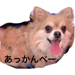 [LINEスタンプ] 狐みたいなすぅちゃん笑