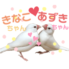 [LINEスタンプ] 文鳥のあずきときなこスタンプ