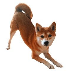 [LINEスタンプ] 日常スタンプ 柴犬