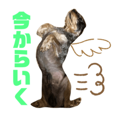 [LINEスタンプ] まろんがスタンプになったらしい