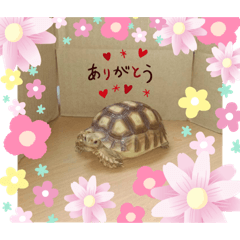 [LINEスタンプ] 太郎ちゃんがスタンプになっちゃった件