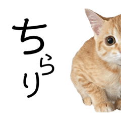 [LINEスタンプ] nikoandk3
