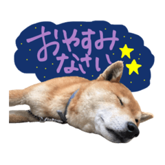 [LINEスタンプ] 柴犬ごろうの生活