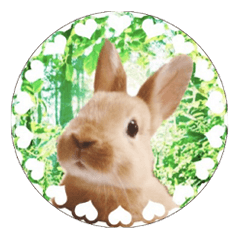 [LINEスタンプ] ミニウサギのピーターくん