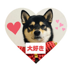 [LINEスタンプ] 柴犬ぽん助スタンプ