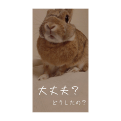 [LINEスタンプ] カフェラテうさぎ