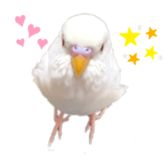 [LINEスタンプ] アルビノインコ きなこちゃま