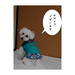 [LINEスタンプ] ちゃちゃ丸のチャチャ丸