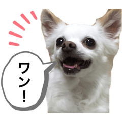 [LINEスタンプ] なにか言いたそうな犬
