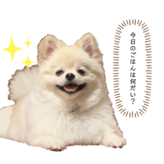 [LINEスタンプ] マイペースこてつの日常1
