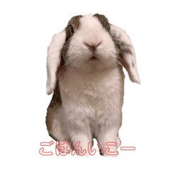 [LINEスタンプ] ロップイヤーのTiffanyくん Ⅳ