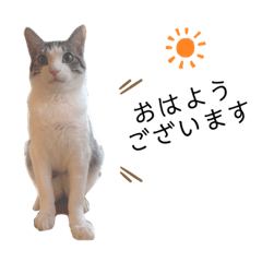 [LINEスタンプ] 猫のぐりぐら 第二弾