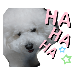 [LINEスタンプ] ビション・フリーゼのはるくん