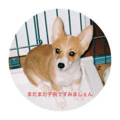 [LINEスタンプ] コーギー WIN