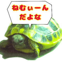 [LINEスタンプ] ヘルマンリクガメ りくちゃん