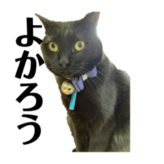 [LINEスタンプ] 黒猫の運ちゃん。Part5