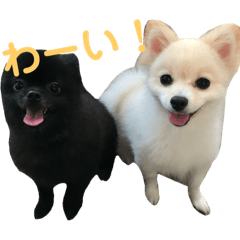 [LINEスタンプ] ポメラニアン ぷぅ＆るぅ