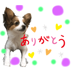 [LINEスタンプ] かなちゃんとジャッキーと3匹の子犬
