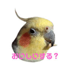 [LINEスタンプ] ぴっぴと遊ぼう5？