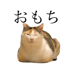 [LINEスタンプ] 三毛猫の男子ふーちゃんスタンプその弐
