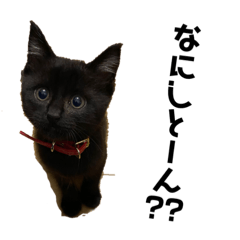 [LINEスタンプ] 黒猫きゅんです。