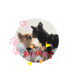 [LINEスタンプ] cute dogs。
