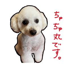[LINEスタンプ] ちゃちゃ丸のチャチャ丸2