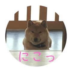 [LINEスタンプ] 柴犬 琥鉄(こてつ)の日常スタンプ 2