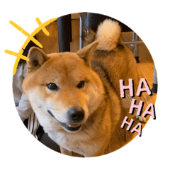 [LINEスタンプ] 柴犬 琥鉄(こてつ)の日常スタンプ 3
