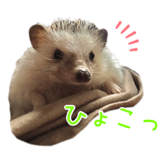 [LINEスタンプ] ハリネズミふーちゃんの日常2
