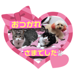 [LINEスタンプ] 猫2と犬1