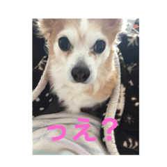 [LINEスタンプ] 愛犬ぷー様