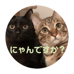 [LINEスタンプ] にゃんずで返信