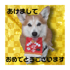 [LINEスタンプ] わんこのしんごちゃん(お正月)