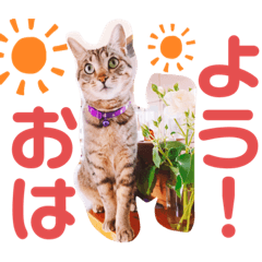 [LINEスタンプ] ネコのスタンプ◯