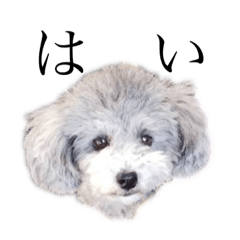 [LINEスタンプ] シルバーのトイプードル