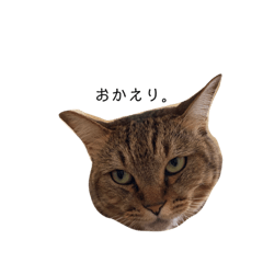 [LINEスタンプ] うちんくのネコたち