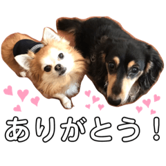 [LINEスタンプ] ダックスとチワワのデイリースタンプ♪