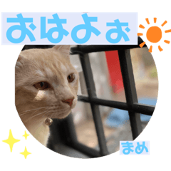 [LINEスタンプ] 茶トラのだいずとまめ5