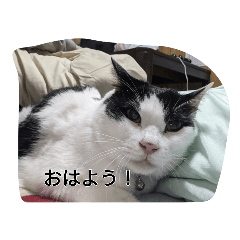 [LINEスタンプ] 家のパンダ