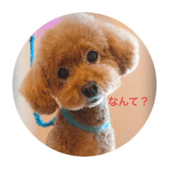[LINEスタンプ] トイプードルのこむぎくん