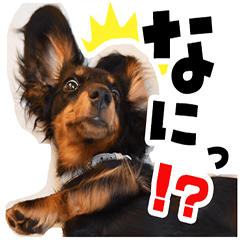 [LINEスタンプ] ミニチュアダックス日常スタンプ☆