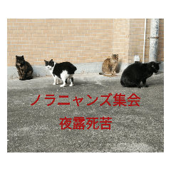 [LINEスタンプ] 大久保ノラニャンズパート3