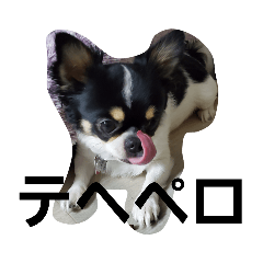 [LINEスタンプ] 白黒チワワ、ハルくん