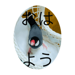 [LINEスタンプ] 文鳥の日常 りんちゃん