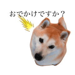 [LINEスタンプ] 柴犬すずすずちゃん