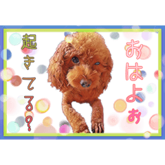 [LINEスタンプ] ほるもん家のわんこ