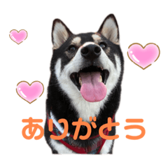 [LINEスタンプ] 黒柴のはなちゃんだよっ！